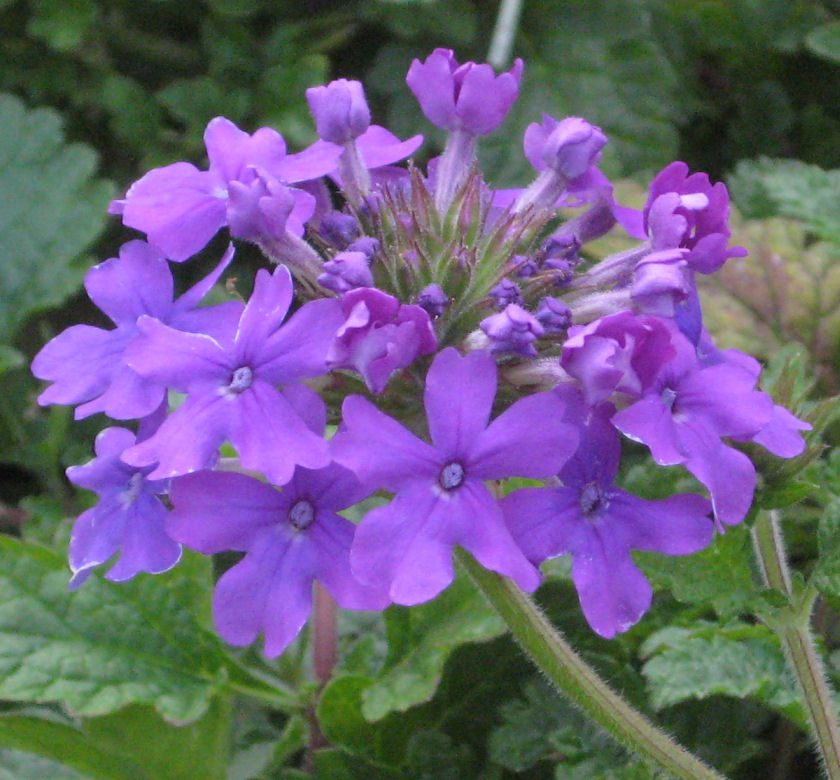 Homestead Purple Verbena | Natorp's Online Plant Store